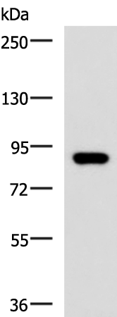 Western blot analysis of 293T cell lysate  using ABCB5 Polyclonal Antibody at dilution of 1:500