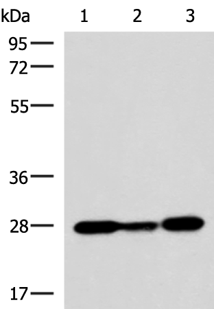 Western blot analysis of 293T K562 NIH/3T3 cell lysates  using VEGFA Polyclonal Antibody at dilution of 1:1150