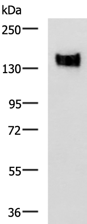 Western blot analysis of A549 cell lysate  using CEACAM1 Polyclonal Antibody at dilution of 1:500