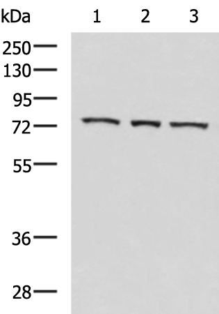 Western blot analysis of K562 cell Mouse heart tissue Jurkat cell lysates  using ABI2 Polyclonal Antibody at dilution of 1:550