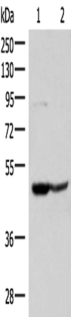 Western blot analysis of 293T and Jurkat cell lysates  using C3AR1 Polyclonal Antibody at dilution of 1:400