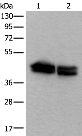 Western blot analysis of HEPG2 and NIH/3T3 cell lysates  using TIA1 Polyclonal Antibody at dilution of 1:600
