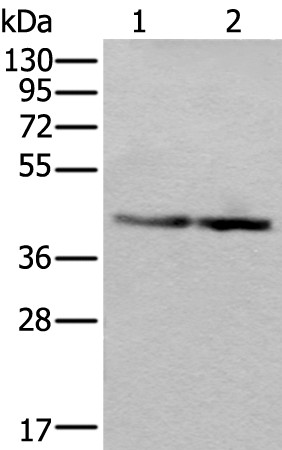 Western blot analysis of Jurkat and PC-3 cell lysates  using WDR18 Polyclonal Antibody at dilution of 1:400