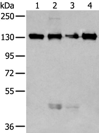Western blot analysis of 293T and 231 cell lysates  using MORC2 Polyclonal Antibody at dilution of 1:250
