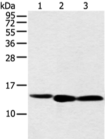 Western blot analysis of 293T cell  using NDUFB3 Polyclonal Antibody at dilution of 1:500