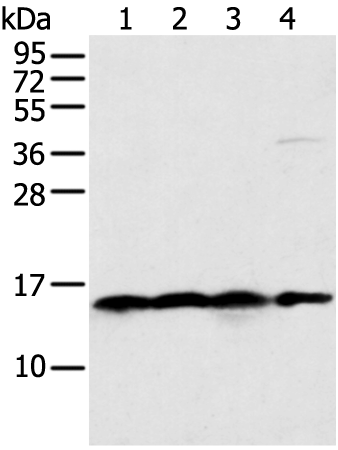 Western blot analysis of 231 Hela K562 cell and Human bladder carcinoma tissue  using MRPS18C Polyclonal Antibody at dilution of 1:400