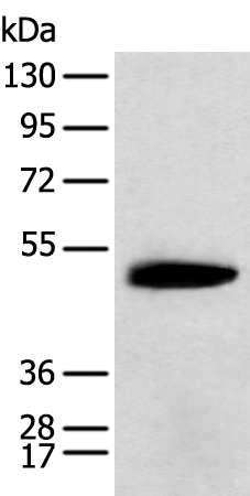 Western blot analysis of Mouse brain tissue  using KCTD16 Polyclonal Antibody at dilution of 1:400