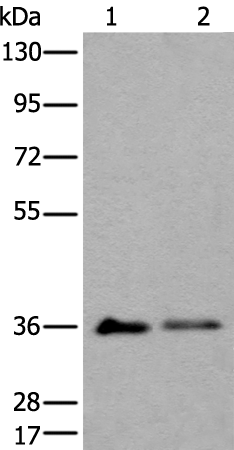 Western blot analysis of 293T cell lysates  using METAP1D Polyclonal Antibody at dilution of 1:600