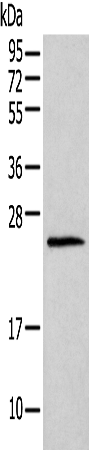 Western blot analysis of Mouse lung tissue  using HIST1H1T Polyclonal Antibody at dilution of 1:400