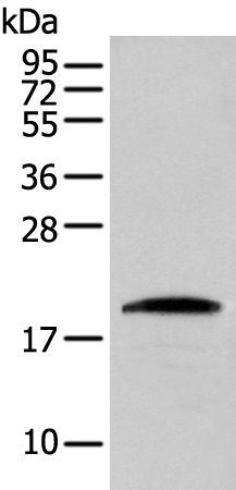 Western blot analysis of HEPG2 cell  using CNPY2 Polyclonal Antibody at dilution of 1:300