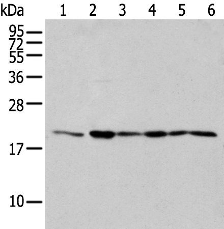 Western blot analysis of 293T cell Human testis tissue Jurkat and A549 cell  using EEF1E1 Polyclonal Antibody at dilution of 1:300