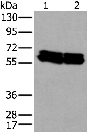Western blot analysis of HEPG2 and Hela cell lysates  using ZNF207 Polyclonal Antibody at dilution of 1:300