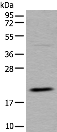 Western blot analysis of RAW264.7 cell lysate  using UFC1 Polyclonal Antibody at dilution of 1:500