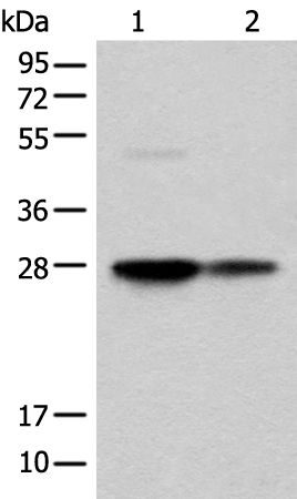Western blot analysis of HEPG2 and HL-60 cell lysates  using COA7 Polyclonal Antibody at dilution of 1:550