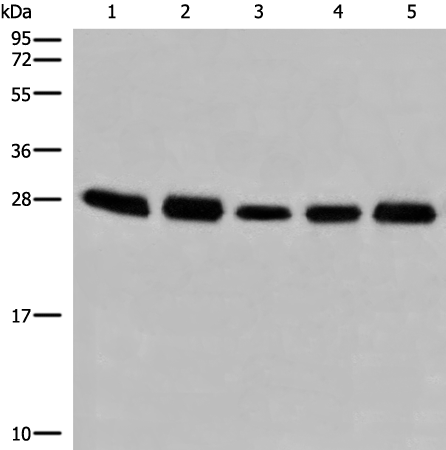 Western blot analysis of 293T cell lysates  using GATD3B Polyclonal Antibody at dilution of 1:250