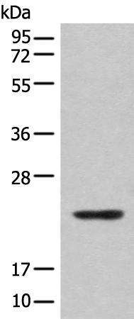 Western blot analysis of Mouse lung tissue lysate  using CBFB Polyclonal Antibody at dilution of 1:400