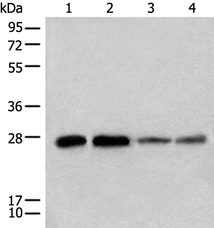Western blot analysis of 293T A549 Jurkat and HEPG2 cell lysates  using CHCHD3 Polyclonal Antibody at dilution of 1:500