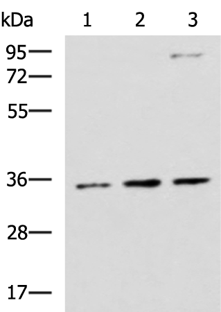 Western blot analysis of HepG2 A431 and Raji cell lysates  using STX5 Polyclonal Antibody at dilution of 1:1000