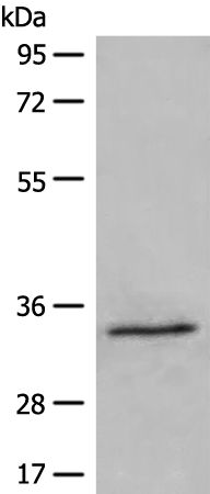 Western blot analysis of 231 cell lysate  using DIMT1 Polyclonal Antibody at dilution of 1:500