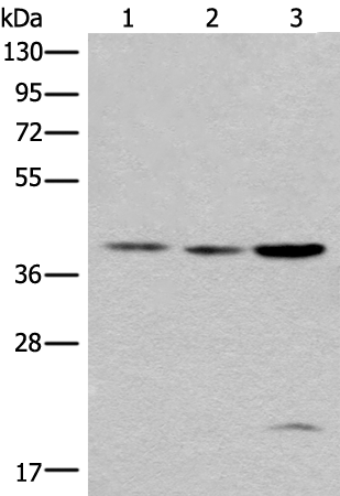 Western blot analysis of 293T cell lysates  using ROM1 Polyclonal Antibody at dilution of 1:400