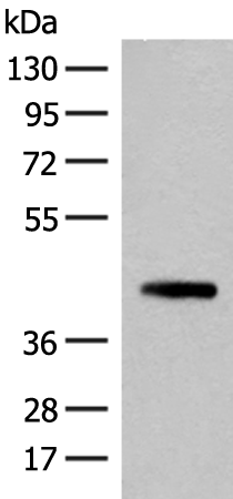 Western blot analysis of 293T cell lysate  using SMS Polyclonal Antibody at dilution of 1:500