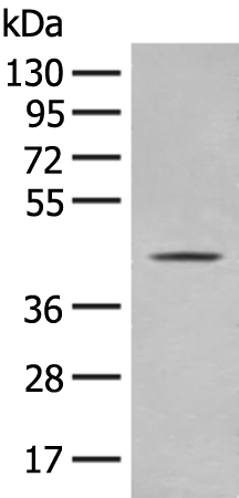 Western blot analysis of A375 cell lysate  using OLA1 Polyclonal Antibody at dilution of 1:400