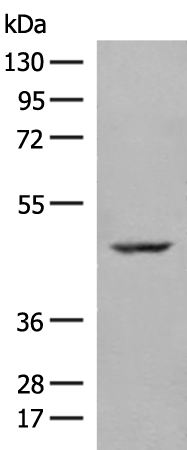 Western blot analysis of 293T cell lysate  using ZBTB8A Polyclonal Antibody at dilution of 1:250