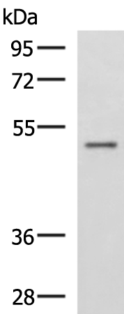 Western blot analysis of Human placenta tissue lysate  using GRWD1 Polyclonal Antibody at dilution of 1:800