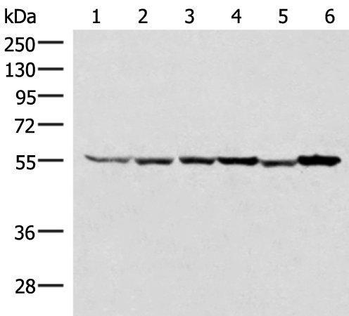 Western blot analysis of 293T HepG2 K562 HT29 A549 and Raji cell lysates  using RUVBL1 Polyclonal Antibody at dilution of 1:2000