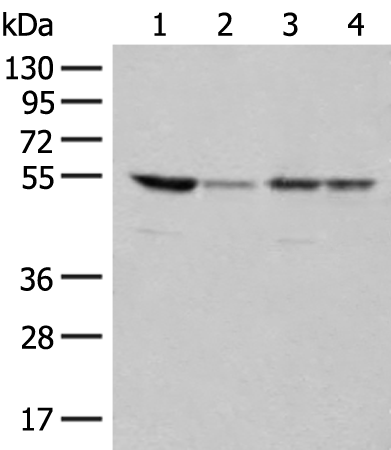 Western blot analysis of 293T and Jurkat cell lysates  using RRP1 Polyclonal Antibody at dilution of 1:400