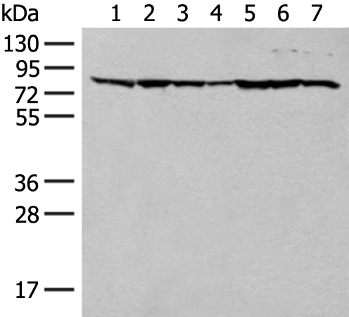 Western blot analysis of HT-29 NIH/3T3 231 Hela RAW264.7 K562 and LOVO cell lysates  using TUBGCP4 Polyclonal Antibody at dilution of 1:300