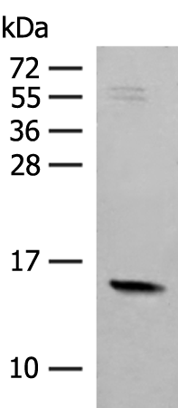Western blot analysis of Mouse Pancreas tissue lysate  using RPS12 Polyclonal Antibody at dilution of 1:500