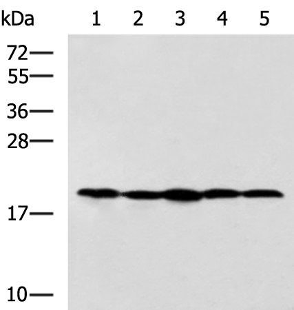 Western blot analysis of Jurkat NIH/3T3 Raji 231 and A172 cell lysates  using RPS11 Polyclonal Antibody at dilution of 1:700