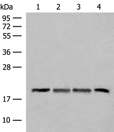 Western blot analysis of TM4 HEPG2 and A549 cell Mouse liver tissue lysates  using SEC11A Polyclonal Antibody at dilution of 1:300
