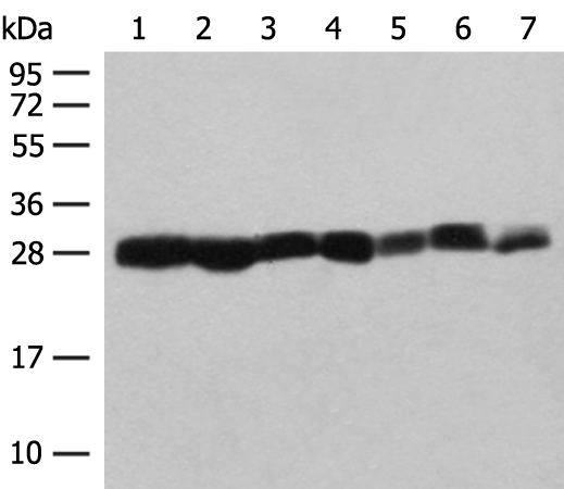 Western blot analysis of NIH/3T3 A549 HL60 and PC3 cell Mouse liver tissue Mouse spleen tissue Hela cell lysates  using PSMA3 Polyclonal Antibody at dilution of 1:200