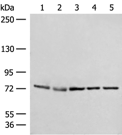 Western blot analysis of A172 231 Jurkat HepG2 and Hela cell lysates  using POLH Polyclonal Antibody at dilution of 1:300