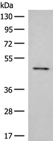 Western blot analysis of Mouse small intestines tissue lysate  using SCRN2 Polyclonal Antibody at dilution of 1:350