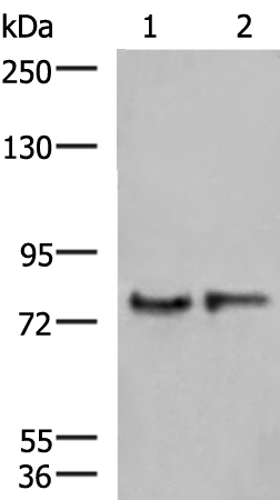 Western blot analysis of Human cerebrum tissue and Mouse brain tissue lysates  using GPSM1 Polyclonal Antibody at dilution of 1:1000
