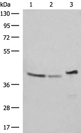 Western blot analysis of SKOV3 Hela and HepG2 cell lysates  using ERAL1 Polyclonal Antibody at dilution of 1:500