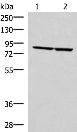 Western blot analysis of PC3 and NIH/3T3 cell lysates  using ABLIM3 Polyclonal Antibody at dilution of 1:400