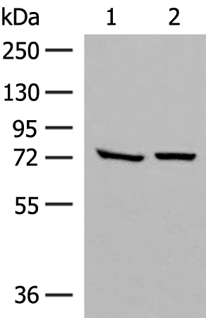 Western blot analysis of HepG2 and A172 cell lysates  using POMGNT1 Polyclonal Antibody at dilution of 1:250