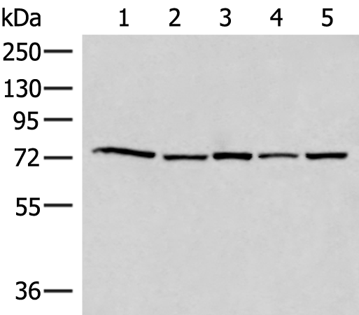Western blot analysis of 293T Hela HepG2 231 and TM4 cell lysates  using ATMIN Polyclonal Antibody at dilution of 1:500