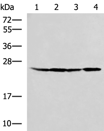 Western blot analysis of HT29 A549 Hela and LOVO cell lysates  using RPL13A Polyclonal Antibody at dilution of 1:1000