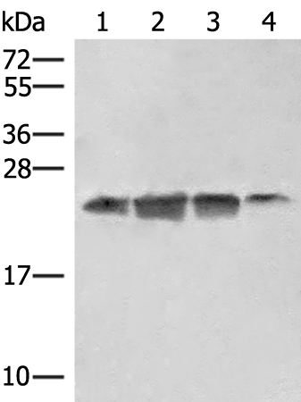 Western blot analysis of 293T HT29 and A172 cell lysates  using EIF3K Polyclonal Antibody at dilution of 1:550