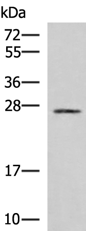 Western blot analysis of 293T cell lysate  using SNRPB2 Polyclonal Antibody at dilution of 1:1000