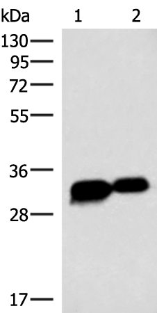 Western blot analysis of HepG2 cell Mouse heart tissue lysates  using HCCS Polyclonal Antibody at dilution of 1:4000