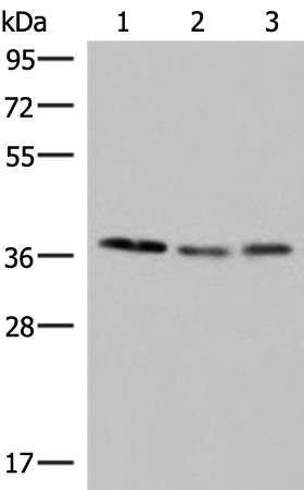 Western blot analysis of HepG2 Hela and PC-3 cell lysates  using POLR3F Polyclonal Antibody at dilution of 1:350
