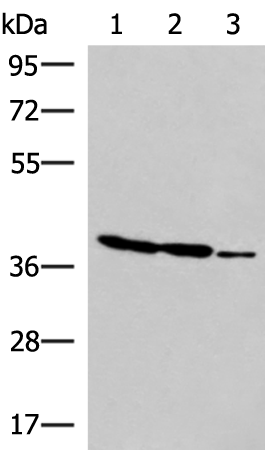 Western blot analysis of HT-29 K562 and HUVEC cell lysates  using GIMAP2 Polyclonal Antibody at dilution of 1:1000