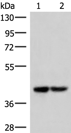 Western blot analysis of 293T cell lysates  using IQCD Polyclonal Antibody at dilution of 1:1000