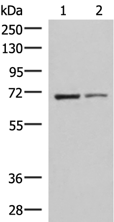 Western blot analysis of K562 and HepG2 cell lysates  using EWSR1 Polyclonal Antibody at dilution of 1:1000
